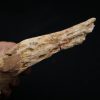 Hueso craneal de Elosuchus cherifiensis