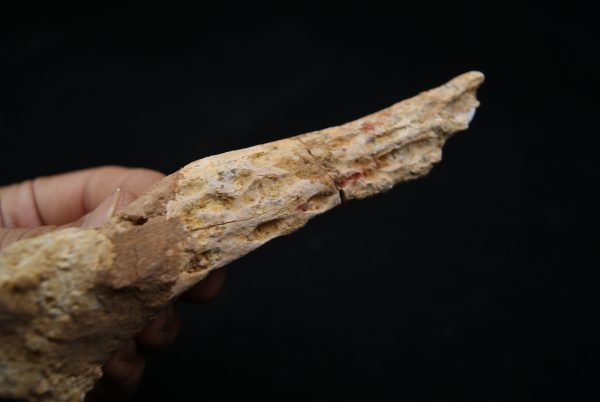 Hueso craneal de Elosuchus cherifiensis