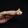 Hueso craneal de Elosuchus cherifiensis