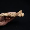 Hueso craneal de Elosuchus cherifiensis