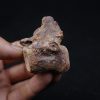 vértebra de terópodo Raptor