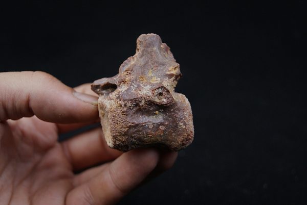 vértebra de terópodo Raptor