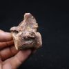 vértebra de terópodo Raptor