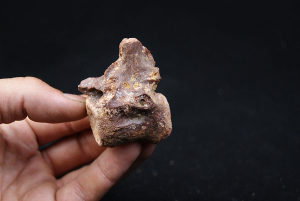 vértebra de terópodo Raptor