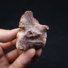 vértebra de terópodo Raptor