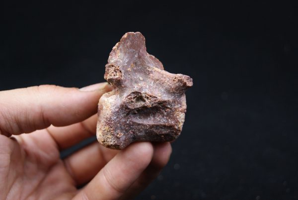 vértebra de terópodo Raptor