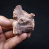 vértebra de terópodo Raptor