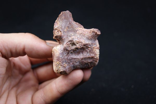 vértebra de terópodo Raptor