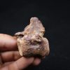 vértebra de terópodo Raptor