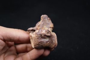 vértebra de terópodo Raptor