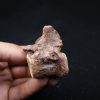 vértebra de terópodo Raptor