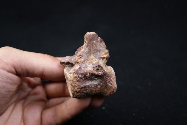 vértebra de terópodo Raptor