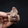 vértebra de terópodo Raptor