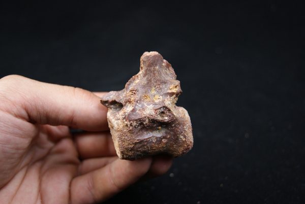 vértebra de terópodo Raptor