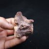 vértebra de terópodo Raptor