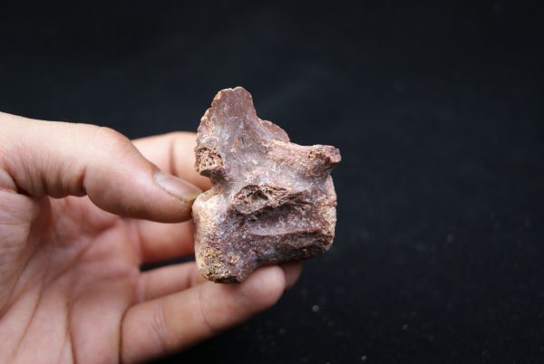vértebra de terópodo Raptor