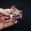 vértebra de terópodo Raptor