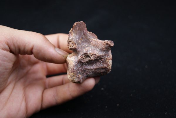 vértebra de terópodo Raptor