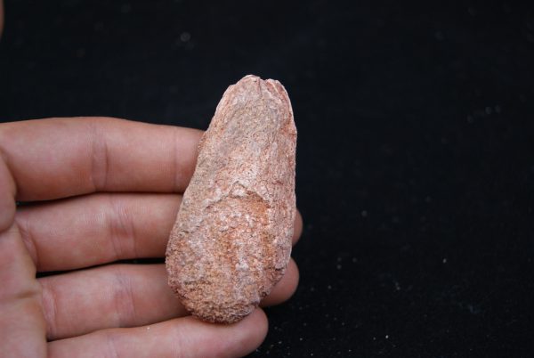 Coprolito del Valle de Kem Kem