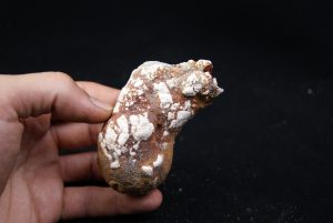 Coprolito del Valle de Kem Kem