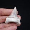Otodus obliquus perfecto
