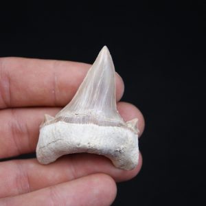 Otodus obliquus perfecto