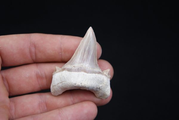 Otodus obliquus perfecto