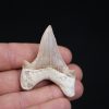 Otodus obliquus perfecto