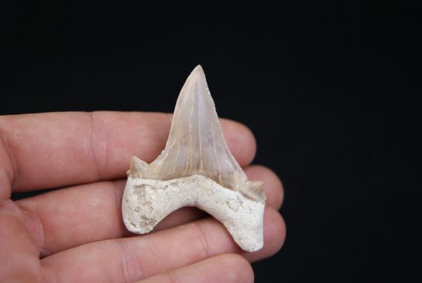 Otodus obliquus perfecto
