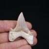 Otodus obliquus perfecto