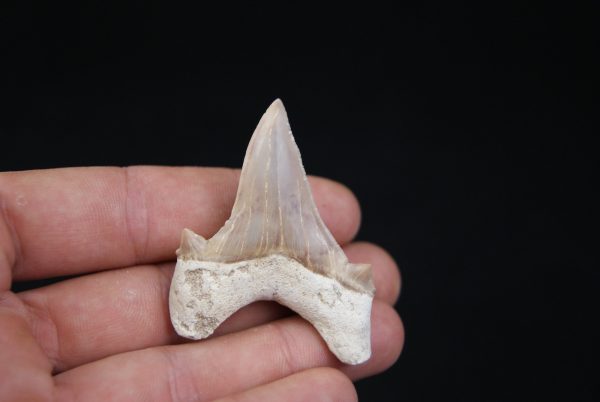 Otodus obliquus perfecto