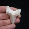 Otodus obliquus perfecto