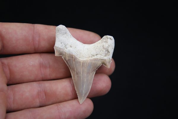 Otodus obliquus perfecto
