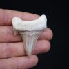 Otodus obliquus perfecto