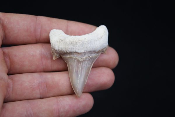 Otodus obliquus perfecto