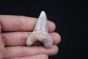 Otodus obliquus