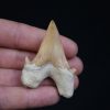 Otodus obliquus