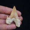 Otodus obliquus