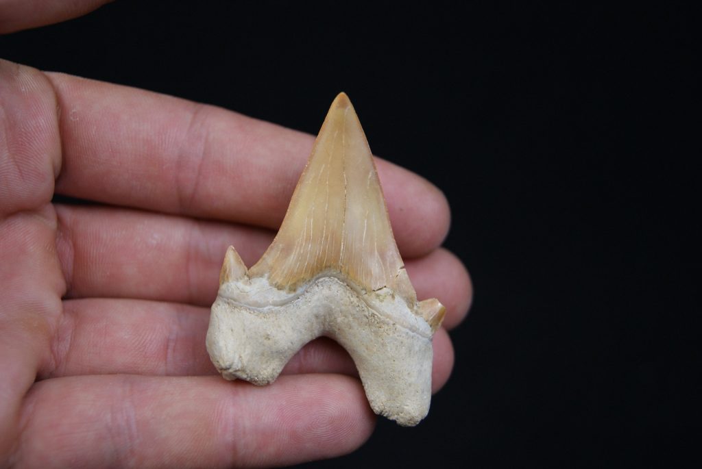 Otodus obliquus