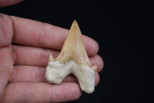 Otodus obliquus