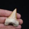 Otodus obliquus