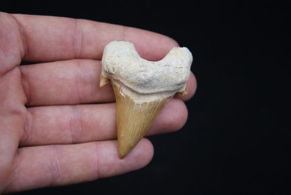 Otodus obliquus