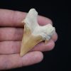 Otodus obliquus