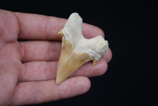 Otodus obliquus