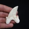 Diente de Otodus obliquus
