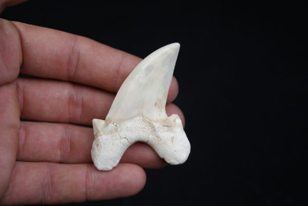 Diente de Otodus obliquus