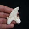 Diente de Otodus obliquus