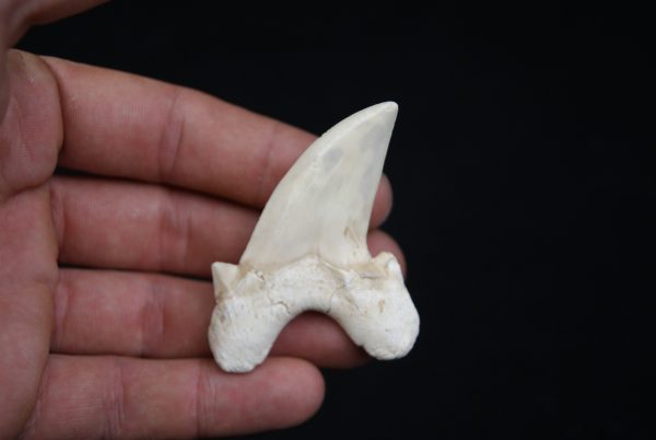 Diente de Otodus obliquus