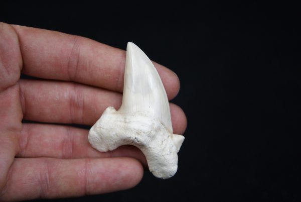 Diente de Otodus obliquus