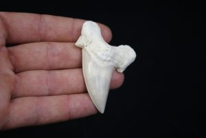 Diente de Otodus obliquus